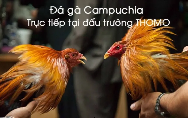 Các loại cược đá gà Campuchia